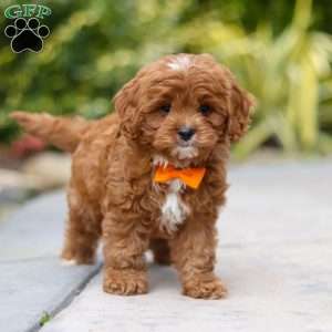 Peyton, Cavapoo Puppy